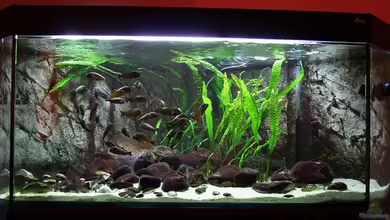 Tropheus 1 (nur noch als Beispiel) von Maclya