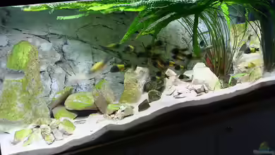 Tropheus 2 (nur noch als Beispiel) von Maclya