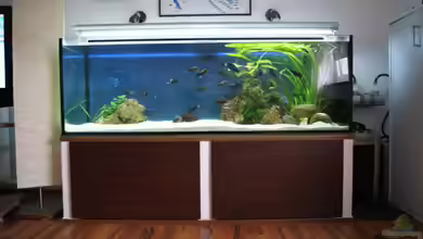 Tropheus Becken 2011 von Robin H.