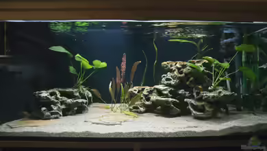 Tropheus Bemba von ChrisK