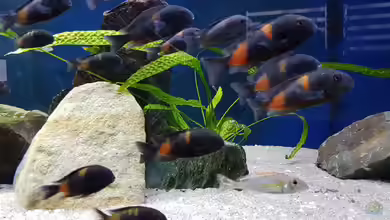 Tropheus bulu point von Riftvalley88