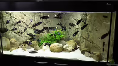 Tropheus Dubi Becken von Maclya