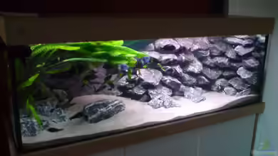 Tropheus-Gesellschaft von Bbert