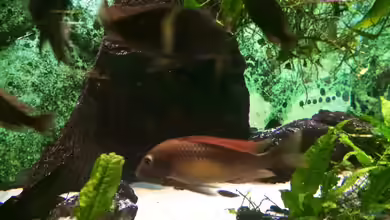 Tropheus Maswa - Becken ALT von Helga Kury