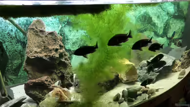 Tropheus Maswa - Becken NEU von Helga Kury