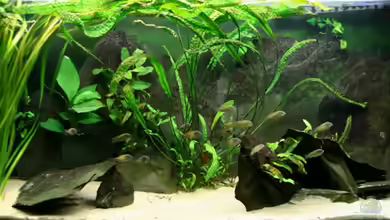 Tropheus Mpulungu aufgelöst von NicoD