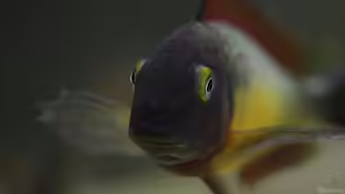 Tropheus Red Rainbow von Keule73