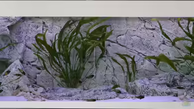 Tropheus sp. Ikola - 480l von NicoD