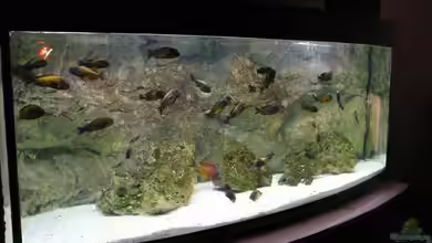 Tropheusbecken von Hoffbold