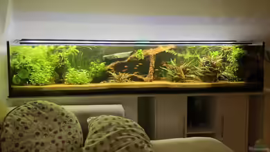 Tropischer Bachlauf (existiert so nicht mehr) von Fischfan11