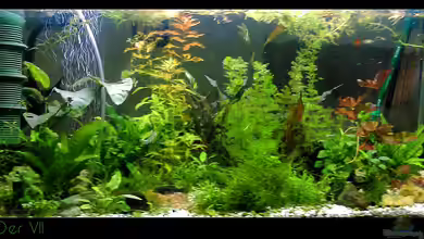 tropisches Gesellschaftsbecken von mariajudyta