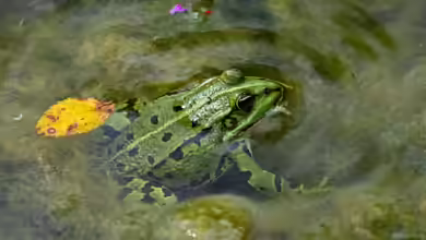Trübes Wasser im Gartenteich: Ursachen, Lösungen und nachhaltige Vorbeugung