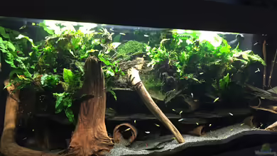 Trübstadt von Danny