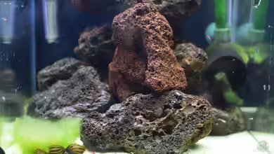 Tümpel für Rote Hawaii Garnelen von Acki50