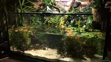 Tümpelchen von Botia