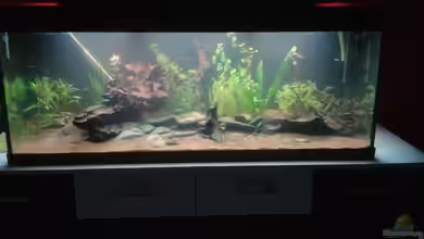 Tüpfelbuntbarsch ( nur noch als beispiel) von Kai Heermann