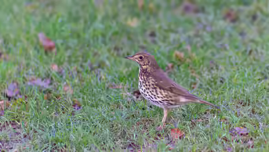 Turdus philomelos im Garten