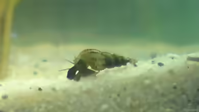Turmdeckelschnecken: Aquarientiere mit besonderen Aufgaben