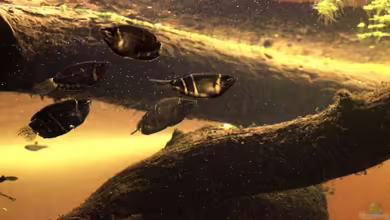 Two forests von lomarraco