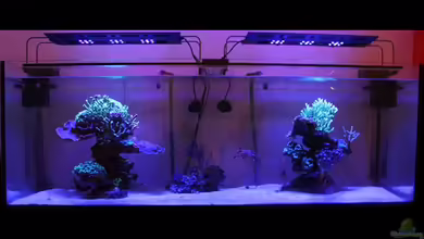 two little reefs Obsolete von The_Lizardking