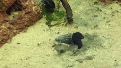 Tylomelania patriarchalis im Aquarium halten