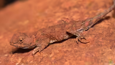 Tympanocryptis centralis im Terrarium halten