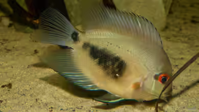 Uaru amphiacanthoides im Aquarium halten