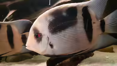 Uaru fernandezyepezi im Aquarium halten