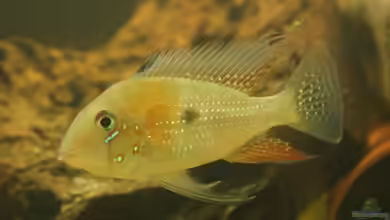 Uarus Home von AquaElvis