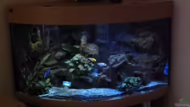 Übergangsbecken für "Halbstarke Malawis" von Couro