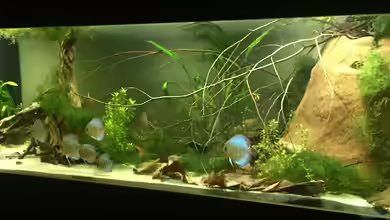 Uferbereich mit Flachwasserzone von Dicrossus