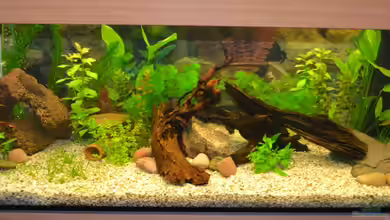 Unser erstes Mal D von Lilobär