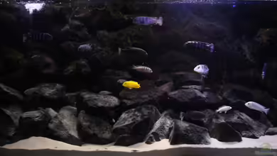 Unser Malawi - nicht mehr in Betrieb von Nina Hutter