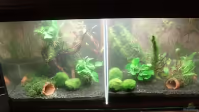 Unser zweites Küchenfenster von Snoeddenmops