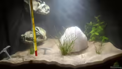 Untertage Thema(Aufgelöst) von Nelle