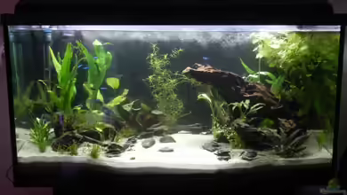 Unterwasser-Urwald von Sarah Friedli