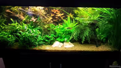 Unterwasserdschungel von Ferbi