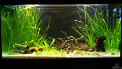 Unterwasserwelt ( nur noch als Beispiel ) von Frank Wollenburg