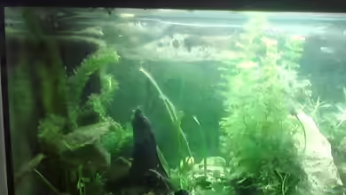 Unterwasserwelt von Leni Zahn