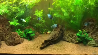 Unterwasserwelt von Stephane