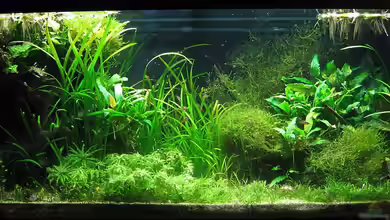 urwald von schnibbelxyz