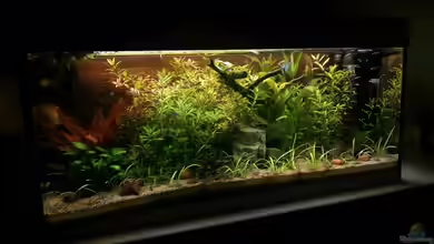 Usedom Becken von Marcel-Usedom