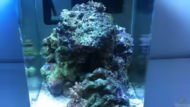 Uwe das Meerwasseraquarium von Sebastian Philipp