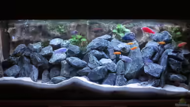 Uwe´s Malawi von Uwe Heit