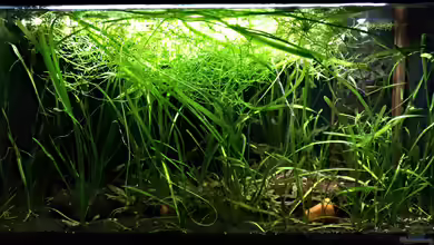 Vallisneria Wald von Gregor