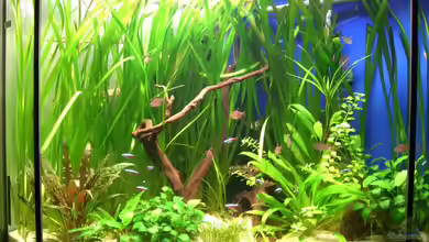 Vallisnerien-Jungel (nur noch als Beispiel) von M to the ilan