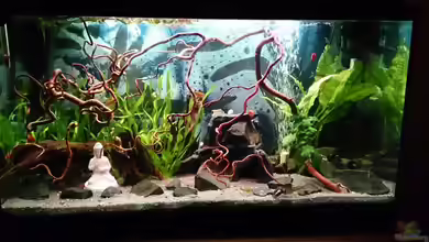 Vanessa's Krebsbecken,fast Wirbellose von Miss Kasimir