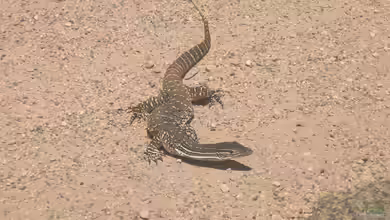 Varanus gouldii im Terrarium halten