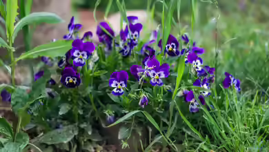 Veilchen im Garten: Arten, Standort, Pflege und Verwendung