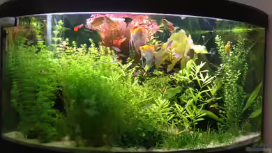 Venezia 350 von Nebukadnezar2k